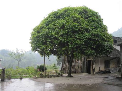 门前不能种什么树|风水问题